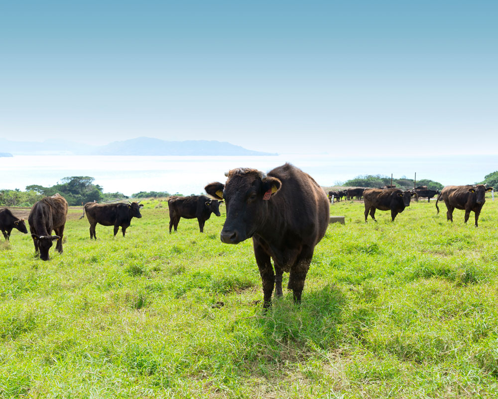 Japan enacts law to boost protection of wagyu genetic materials